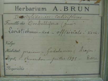 Un cadre vitré contenant une planche d'herbier...