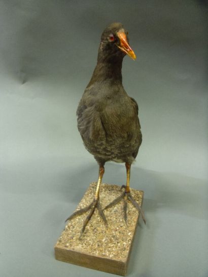 Poule d'eau (Gallinula chloropus) (CH) :...