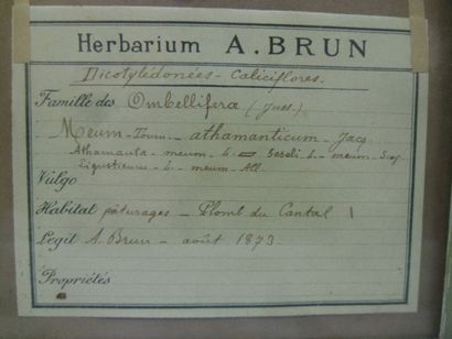 Un cadre vitré contenant une planche d'herbier...