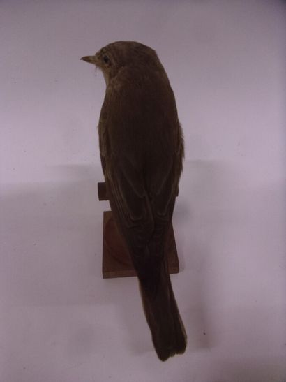 Gobe-mouche gris (Muscicapa striata) (CE)...