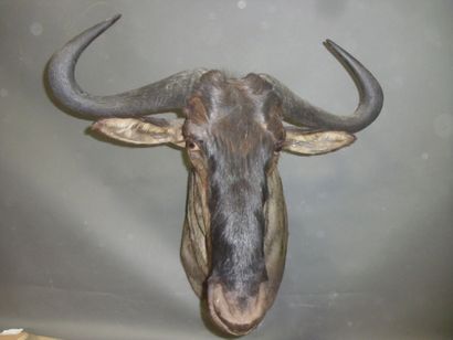 Gnou bleu (Connochaetes taurinus) (CH) :...
