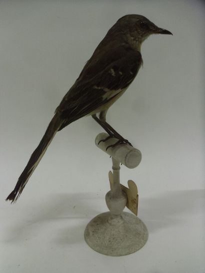 Moqueur polyglotte (Mimus polyglottos polyglottos)...