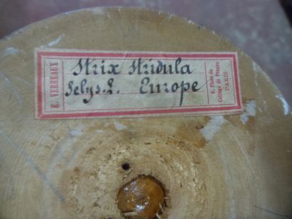 Hibou du Cap (Asio capensis tingitanus) (II/B-CE)...