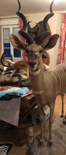 Petit koudou (Tragelaphus imberbis)(CH) :...