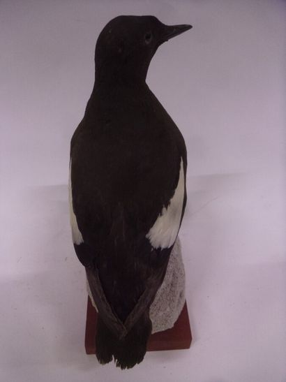 Guillemot à miroir (Cepphus grylle) (CE)...