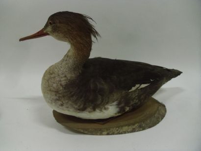 Harle huppé (Mergus serrator) (CE) : spécimen...