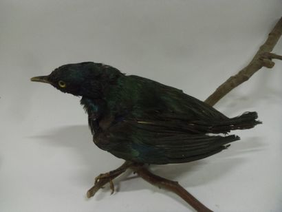 Choucador à oreillons bleus (Lamprotornis...