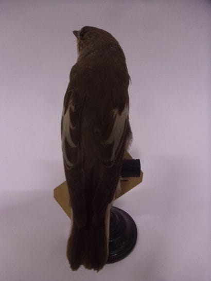 Gobe-mouche noir (Ficedula hypoleuca) (CE)...