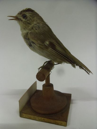 Roitelet huppé (Regulus regulus) (CE) : spécimen...