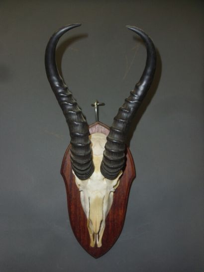 Gazelle springbok (Antidorcas marsupialis)...