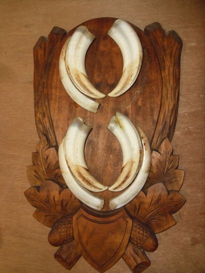 Phacochère d'Afrique (Phacochoerus aethiopicus)...