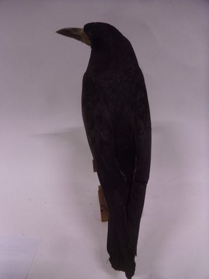 Corbeau freux (Corvus frugilegus) (CH) :...