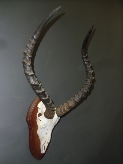 Impala (Aepyceros melampus) (CH) : massacre...