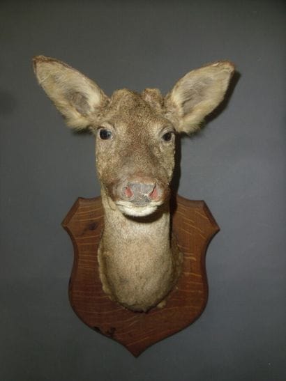 Chevreuil d'Europe (Capreolus capreolus)...