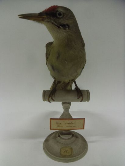 Pic cendré (Picus canus) (CE) : spécimen...