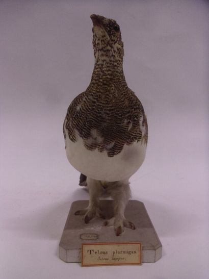 Lagopède alpin (Lagopus mutus) (CE) : spécimen...