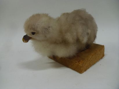 Pétrel fulmar (Fulmarus glacialis) (CE) :...