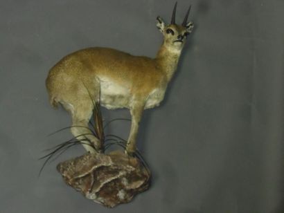 Oréotrague sauteur (Oerotragus oerotragus)...