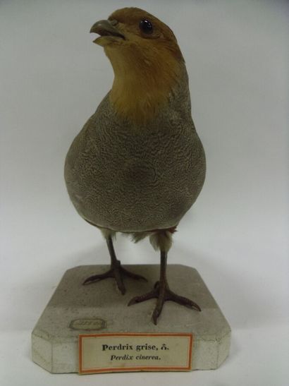 Perdrix grise (Perdix perdix) (CH) : spécimen...
