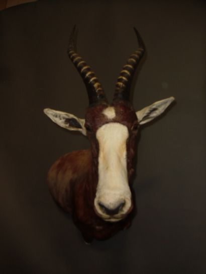 Blesbok (Damaliscus pygargus) (CH) : tête...