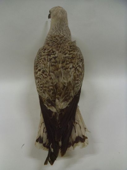 Goéland marin (Larus marinus) (CE) : spécimen...