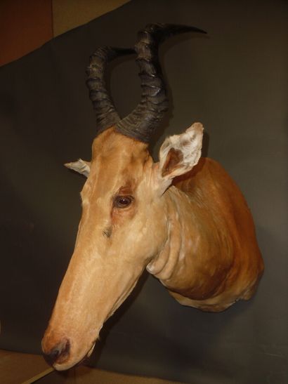 Bubale major (Alcelaphus buselaphus major)...