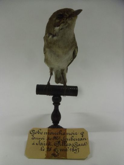 Gobe-mouche noir (Ficedula hypoleuca) (CE)...