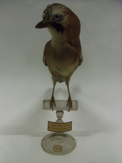 Geai des chênes (Garrulus glandarius) (CH)...
