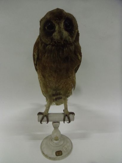 Hibou du Cap (Asio capensis tingitanus) (II/B-CE)...