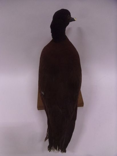 Canard de Hartlaub (Pteronetta hartlaubii)...