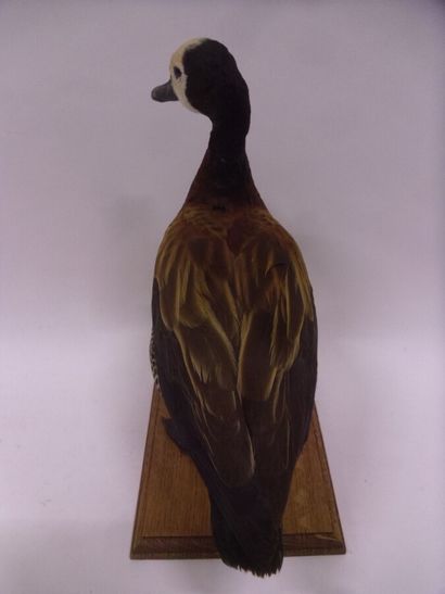 Dendrocygne veuf (Dendrocygna viduata) (CE)...