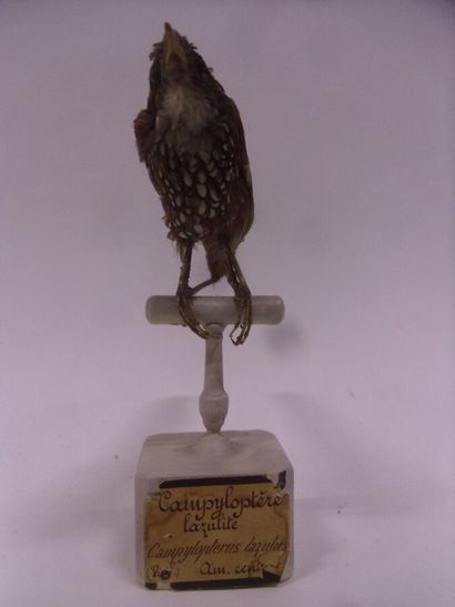 Anabasitte perlée (Margarornis squamiger)...