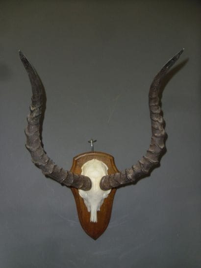Impala (Aepyceros melampus) (CH) : massacre...