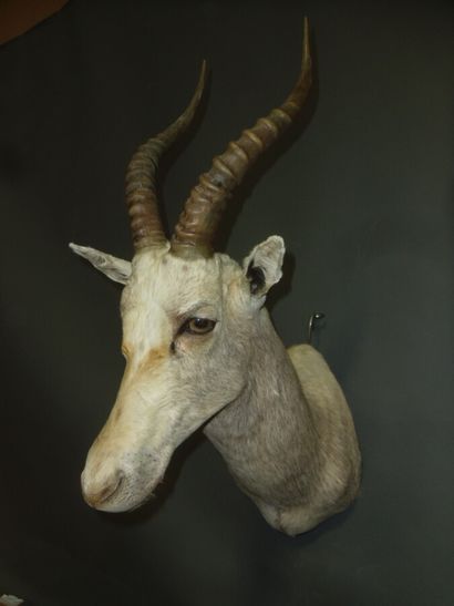 Blesbok (Damaliscus pygargus) (CH) : tête...