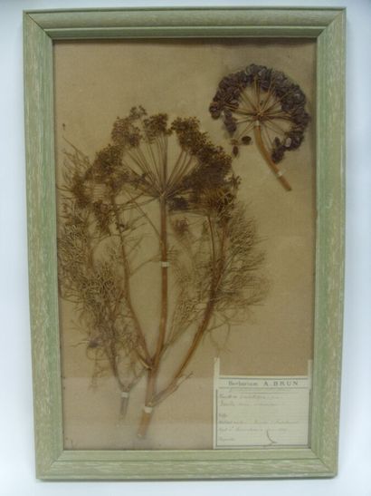 Un cadre vitré contenant une planche d'herbier...
