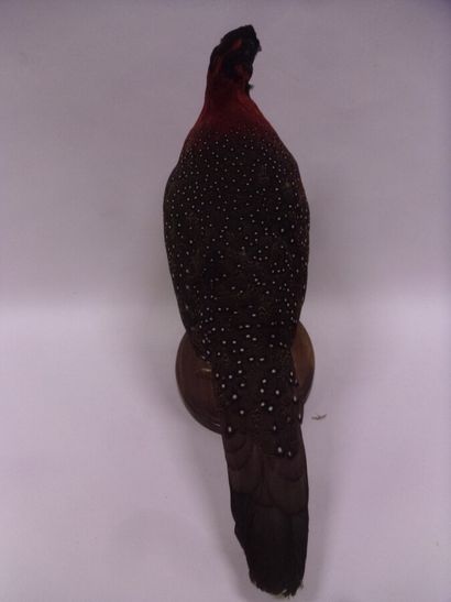 Tragopan satyre (Tragopan satyra) (III/C)...