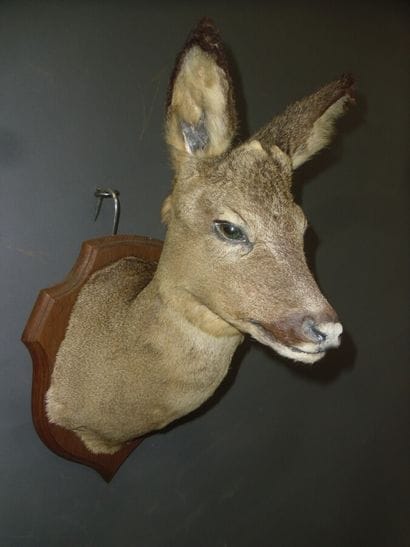 Chevreuil d'Europe (Capreolus capreolus)...
