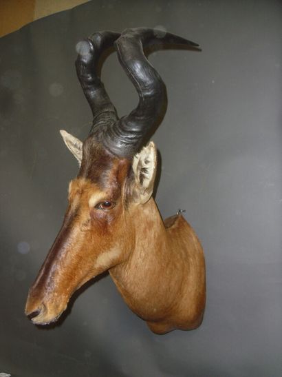 Bubale caama (Alcelaphus caama) (CH) : tête...