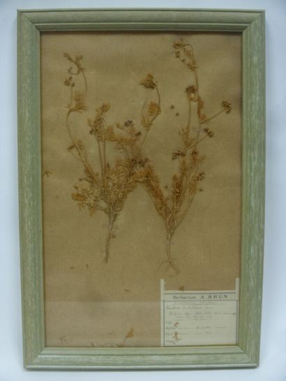 Un cadre vitré contenant une planche d'herbier...