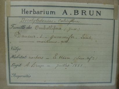 Un cadre vitré contenant une planche d'herbier...