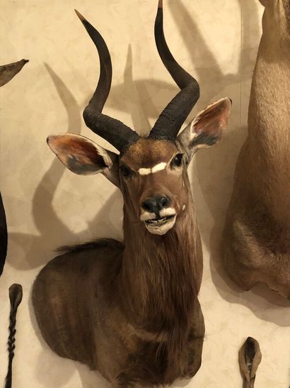 Nyala (Tragelaphus angasi) (CH) : tête en...