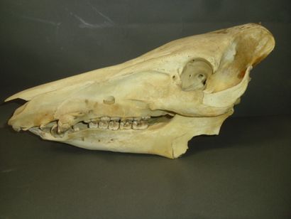 Sanglier d'Europe (Sus scrofa) (CH) : crâne...