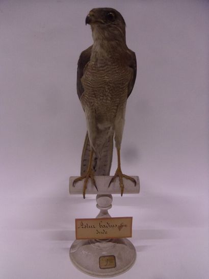 Epervier shikra (Accipiter badius) (II/B)...