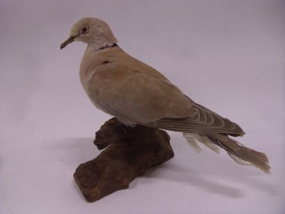 Tourterelle rieuse (Streptopelia roseogrisea)...
