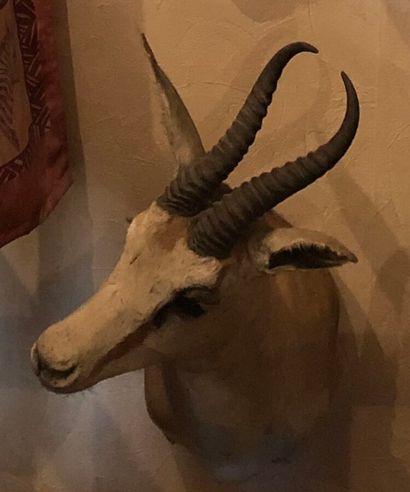 Gazelle springbok (Antidorcas marsupialis)...
