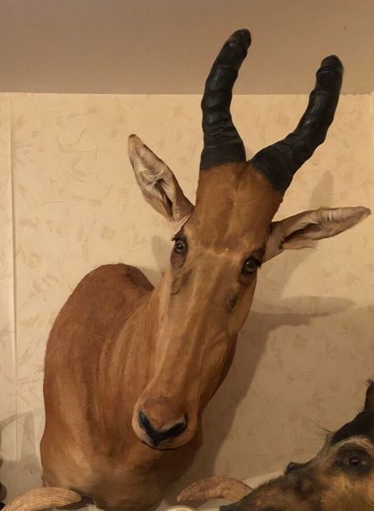 Bubale major (Alcelaphus buselaphus major)...