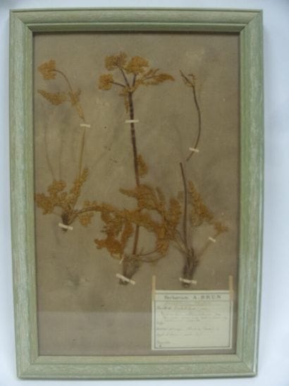 Un cadre vitré contenant une planche d'herbier...