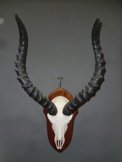 Impala (Aepyceros melampus) (CH) : massacre...