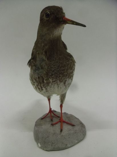 Bécasseau violet (Calidris maritima) (CE)...
