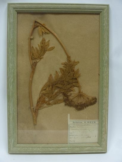 Un cadre vitré contenant une planche d'herbier...